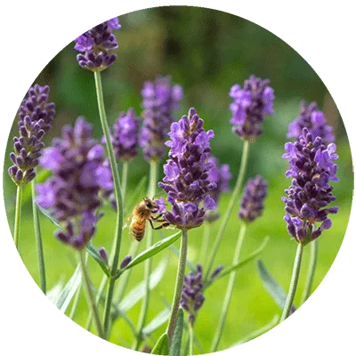 Levandula Kvet () Levandula Kvet